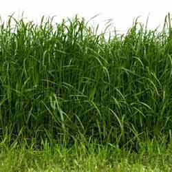 Manufacturers Exporters and Wholesale Suppliers of Sweet Sorguhm Seeds Hyderabad Andhra Pradesh Sweet Sorguhm Seeds